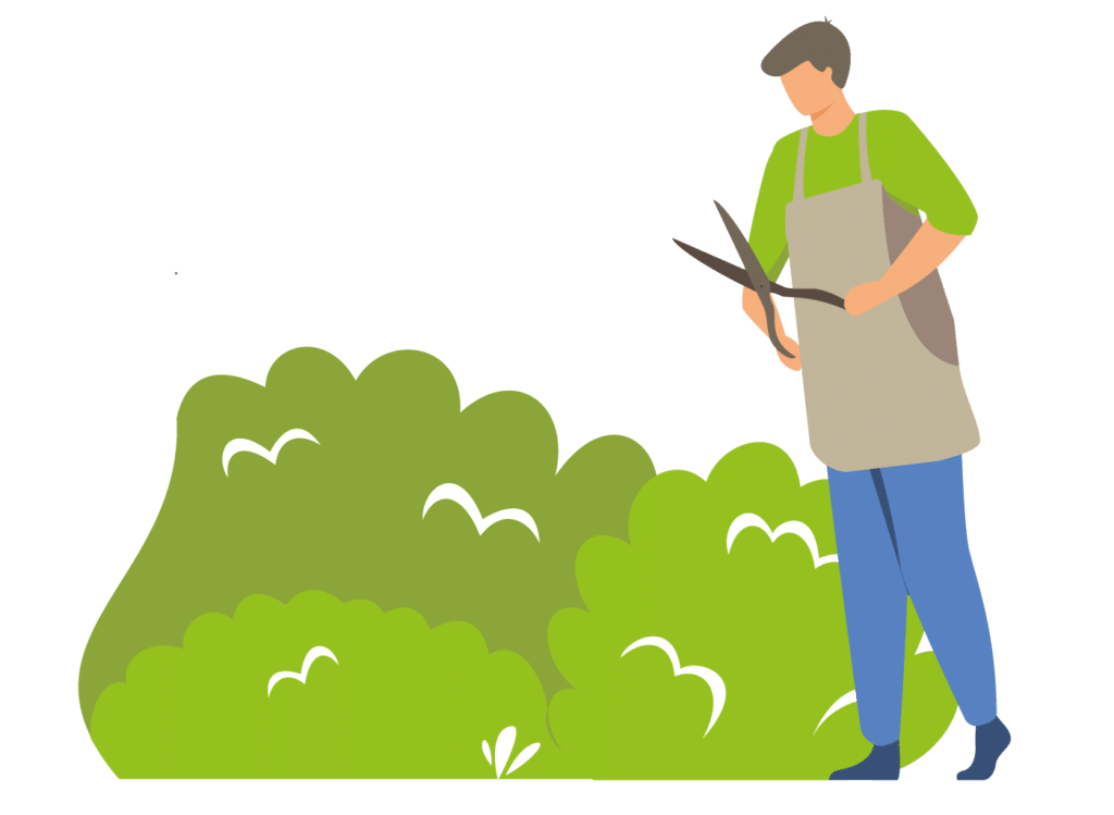Illustration taillage des haies - Entretien des espaces verts